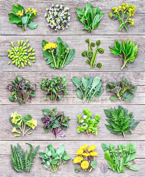 Collage aus verschiedenen Gartensituationen: Staudenbeet, Rosen mit Mulch, essbare Wildkräuter, Kompostbeet, Spatenprobe, Gründüngung.