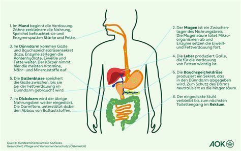 Grafik, die die Verdauung eines Babys und die Einführung von Beikost veranschaulicht.