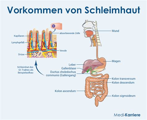 Illustration eines kindlichen Verdauungssystems mit hervorgehobener Magen- und Darmschleimhaut