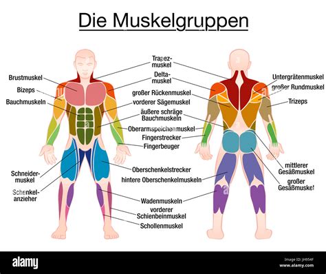 Schema des menschlichen Körpers mit Hervorhebung von Muskeln, Sehnen und Gelenken