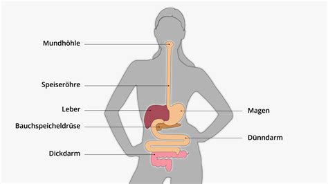 Grafik, die den Verdauungstrakt eines Babys mit Hervorhebung möglicher Blockaden zeigt