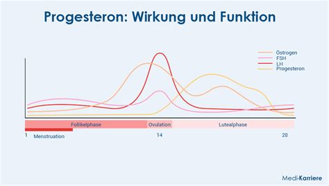 Schematische Darstellung der Wirkung von Östrogen und Progesteron auf das Gehirn und die Stimmung