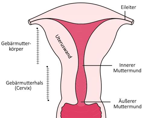 Schematische Darstellung der Gebärmutter mit Markierung des Gebärmutterhalses und des Muttermundes