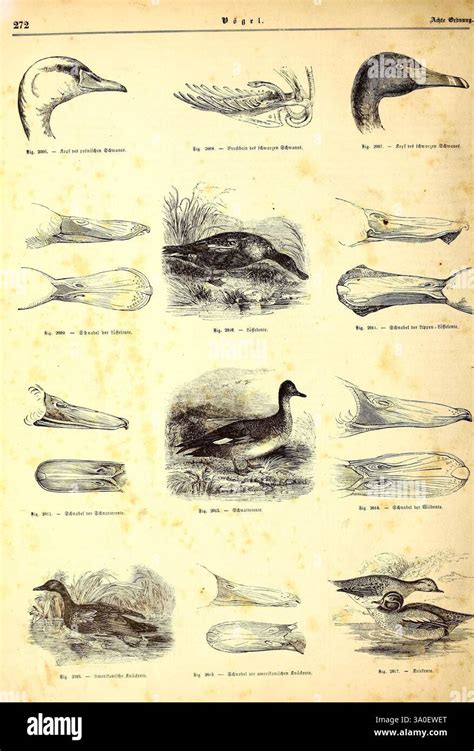 Illustration verschiedener Molly-Arten und ihrer Flossenformen