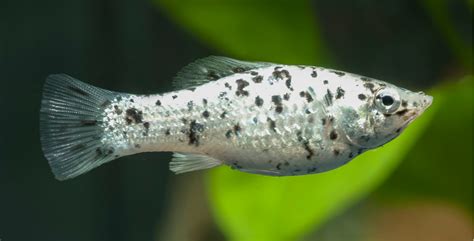 Beispielhafte Aquarieneinrichtung für Mollys mit offenem Schwimmraum und dichten Pflanzen