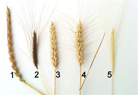 Grafik zur N-Effizienz von Weizensorten