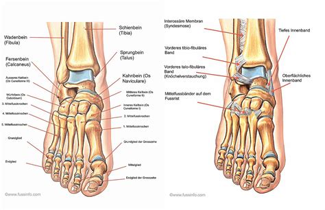 Infografik mit den anatomischen Strukturen der Beine und Füße