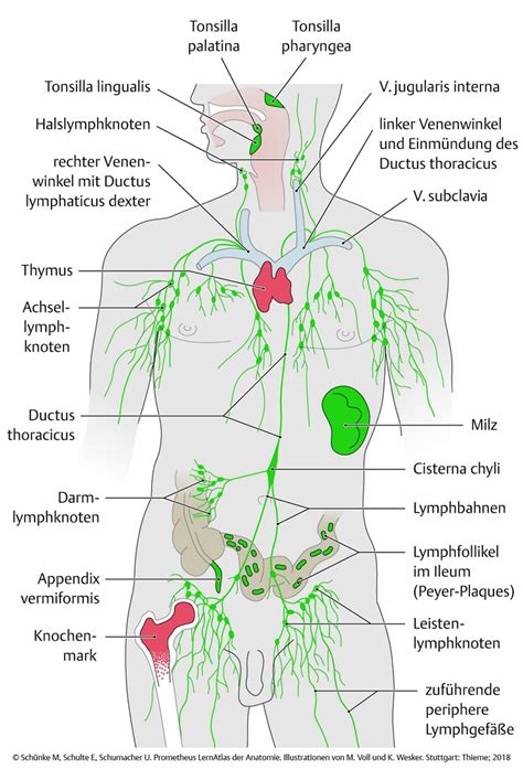 Schema, das die Wirkung von Kompressionsmanschetten auf den Blut- und Lymphfluss in den Beinen zeigt