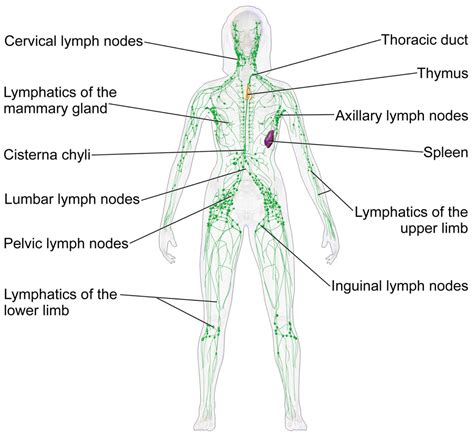Schema, das die Lymphbahnen am Fuß und Unterschenkel zeigt