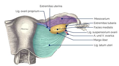Schema der weiblichen Fortpflanzungsorgane mit Ovar, Tuba uterina und Ligament