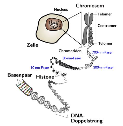 Struktur des NF1-Gens auf Chromosom 17