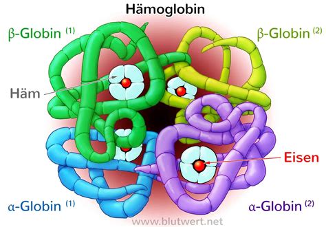 Grafik, die die Struktur von Hämoglobin und seine Funktion im Blutkreislauf zeigt