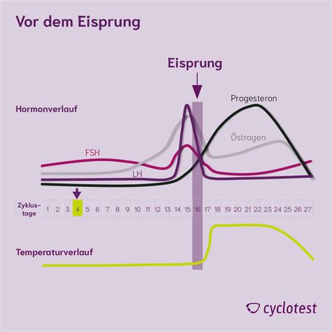 Diagramm des weiblichen Hormonzyklus mit den wichtigsten Hormonen (FSH, LH, Östrogen, Progesteron) und deren Einfluss auf die Eierstöcke und die Gebärmutterschleimhaut.