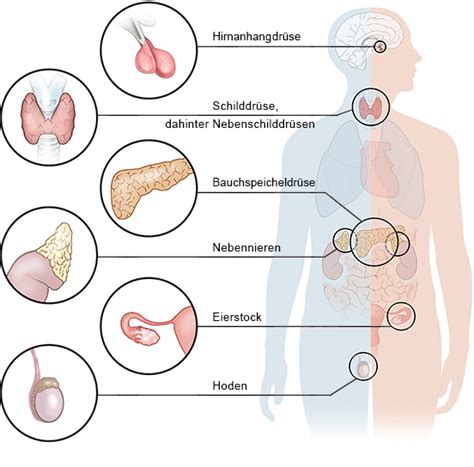 Infografik, die den Zusammenhang zwischen Körperfettanteil, Hormonproduktion und dem Ausbleiben der Menstruation darstellt.