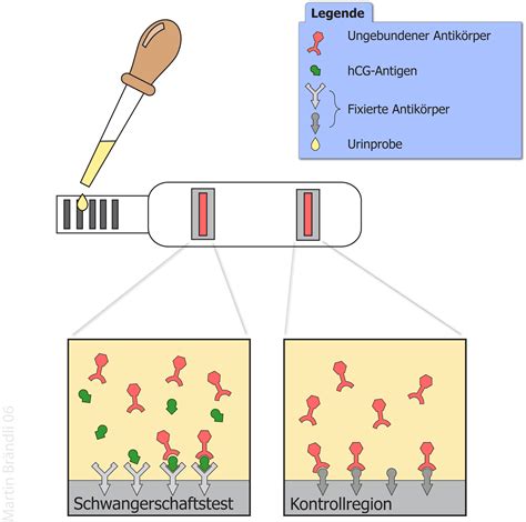 Schema der Funktionsweise eines Schwangerschaftstests mit Kontroll- und Testlinie