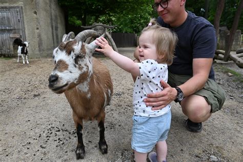 Familie mit Kleinkind im Streichelzoo
