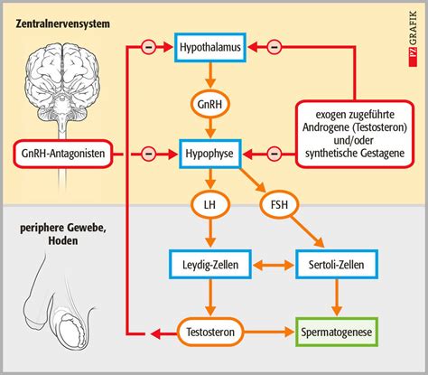 Schema zur Wirkung von Mönchspfeffer auf den Hormonhaushalt (beeinflusst Gehirn, Prolaktinspiegel)