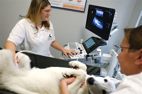 Ultraschalluntersuchung einer trächtigen Hündin