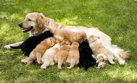 Hündin mit frisch geborenen Welpen