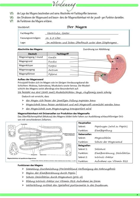 Schema des Verdauungssystems eines Babys mit Hervorhebung der Aufnahme von Brei und Milch