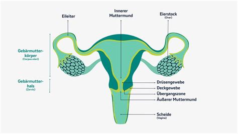 Darstellung der weiblichen Anatomie mit Fokus auf Gebärmutterhals und Muttermund