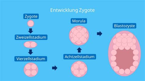 Schema der frühen Embryonalentwicklung von der Zygote zur Blastozyste