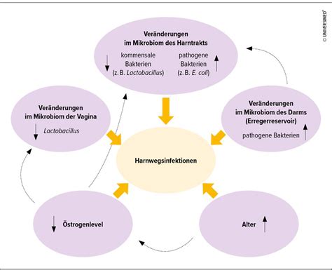 Schema zur Übertragung von Mikroben von der Mutter auf das Neugeborene während und nach der Geburt.