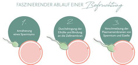 Infografik: Übersicht der Schritte einer künstlichen Befruchtung