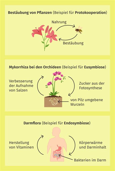 Infografik, die den Unterschied in der Darmflora zwischen natürlich geborenen Kindern und Kaiserschnittkindern darstellt