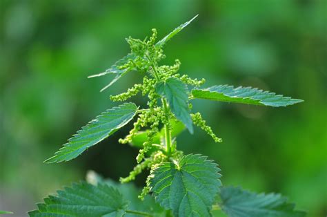 Infografik mit Darstellungen von Brennnessel und Birkenblättern und deren positiven Effekten auf die Harnwege