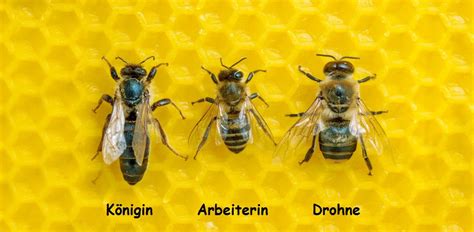 Schema eines Bienenvolkes mit Königin, Drohnen und Arbeiterinnen