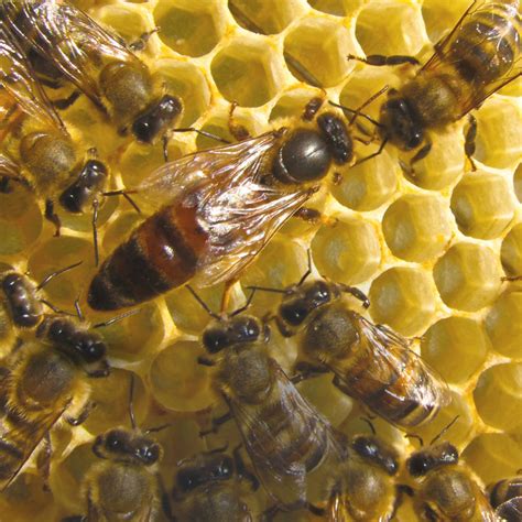 Nahaufnahme einer Bienenkönigin mit Arbeiterinnen