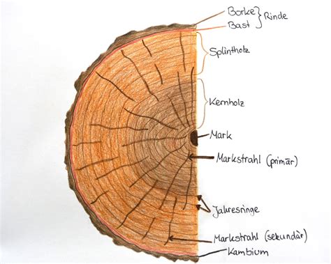 Schema zur Struktur eines Lammfellfußsacks mit seinen verschiedenen Schichten und Eigenschaften