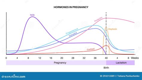 Schema des Hormons hCG und seiner Funktion in der Frühschwangerschaft