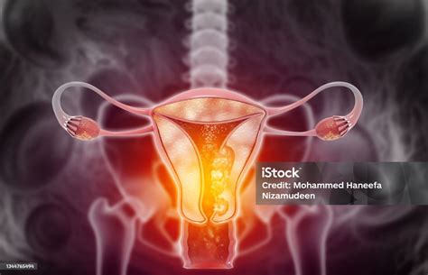 Illustration des weiblichen Fortpflanzungssystems