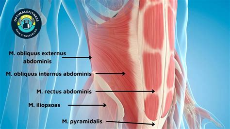 Grafik, die die verschiedenen Bauchmuskeln und ihre Lage im Körper zeigt