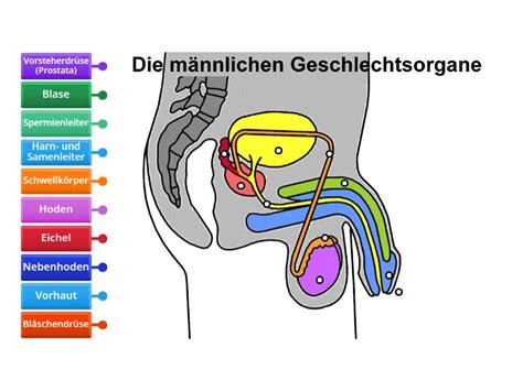 Männliche Fortpflanzungsorgane mit Fokus auf die Hoden und Spermienproduktion