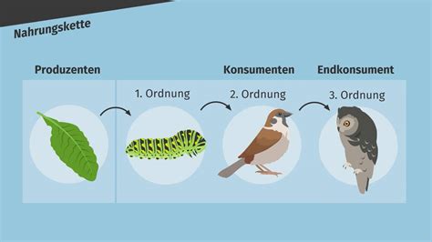Schema der Anreicherung von Schadstoffen in der Nahrungskette bis zur Muttermilch