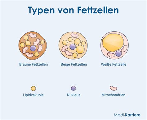 Infografik, die den Prozess der Schadstofffreisetzung aus Fettgewebe in die Muttermilch während einer Diät darstellt.