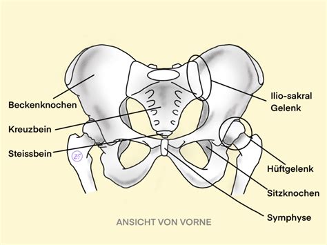 Schema des menschlichen Beckens mit Hervorhebung der Iliosakralgelenke und der Symphyse.