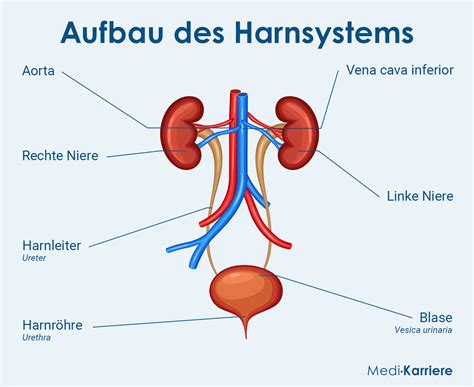 Schema der menschlichen Harnwege mit Nieren, Harnleitern, Harnblase und Harnröhre.