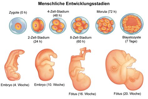 Schema des Blastozystentransfers mit den Stadien der Embryonalentwicklung von der Zygote bis zur Blastozyste.