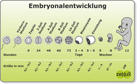 Diagramm, das die verschiedenen Stadien der Embryonalentwicklung von der Zygote bis zur Blastozyste zeigt.