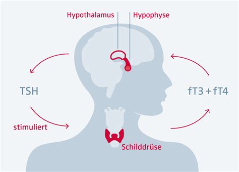 Grafische Darstellung der Schilddrüse und ihrer Hormone