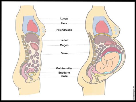 Schema zur Anpassung der Schilddrüsenhormondosis während der Schwangerschaft