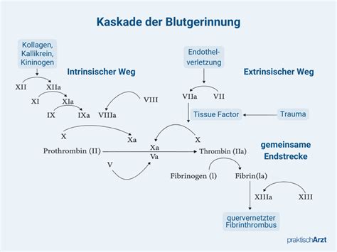 Schematische Darstellung der Blutgerinnung