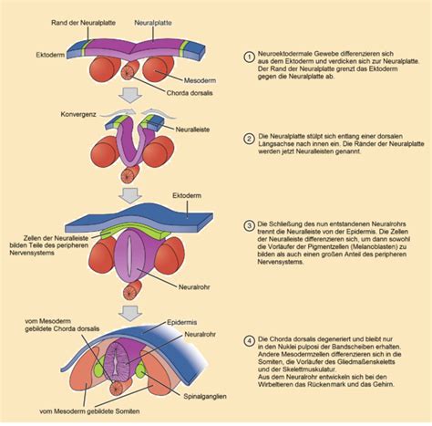 Schema der Entwicklung des Neuralrohrs im frühen Embryonalstadium