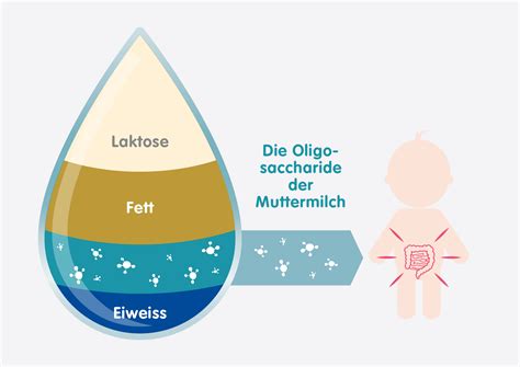 Schema, das zeigt, wie Alkohol aus der Muttermilch auf das Baby übergeht.