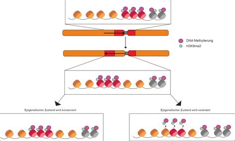 Schema des Milchspendereflexes und möglicher Milchverlust