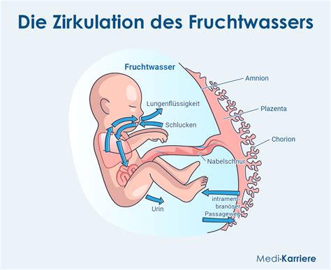 Schema des weiblichen Fortpflanzungssystems mit hervorgehobener Fruchtblase und Fruchtwasser